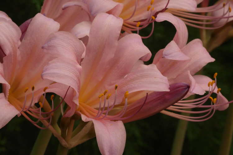 Lycoris squamigera (surprise lily)