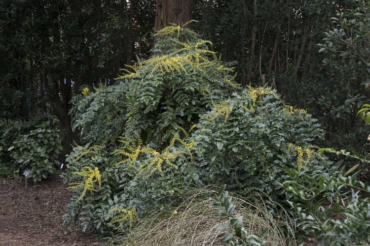 Mahonia ×lindsayae 'Cantab' (hybrid mahonia)