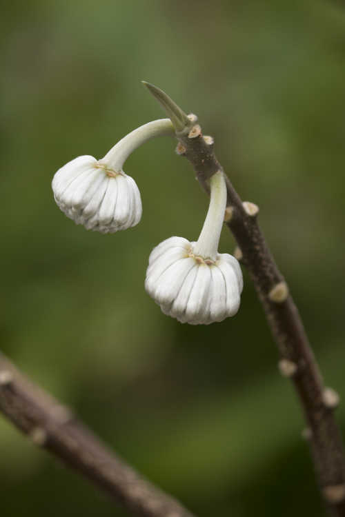 Edgeworthia 'Snow Globe' (hybrid Japanese paperbush)