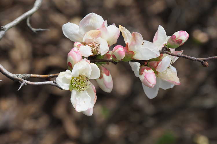 Chaenomeles speciosa 'Contorta' (contorted flowering quince)