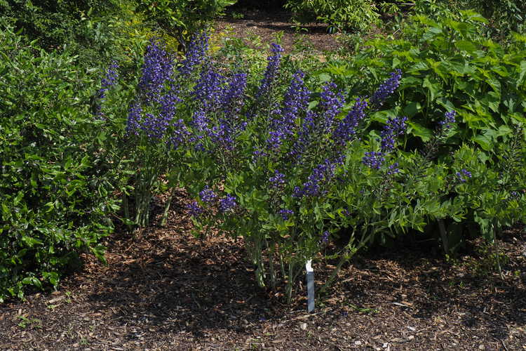 Baptisia 'Blueberry Sundae' (hybrid wild-indigo)