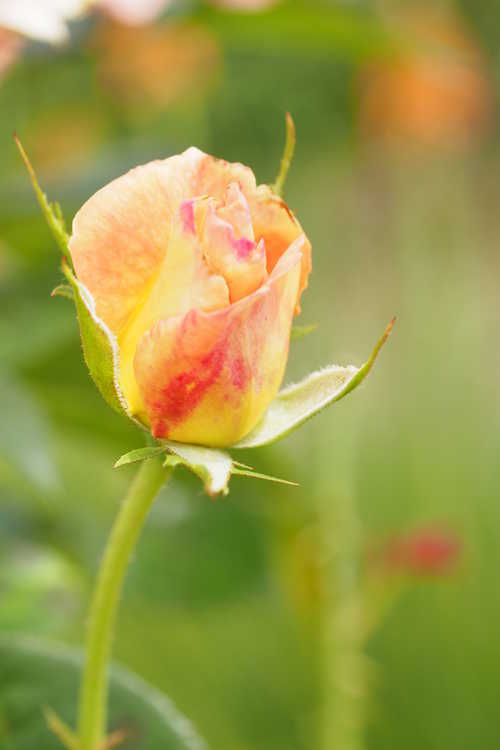 Rosa 'Frycentury' (Day Breaker floribunda rose)