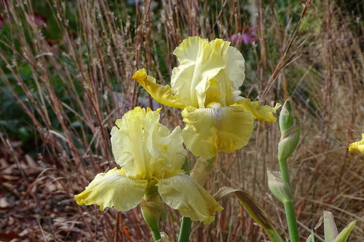 Iris 'Again and Again' (tall bearded reblooming iris)
