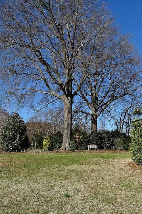 Quercus phellos (willow oak)