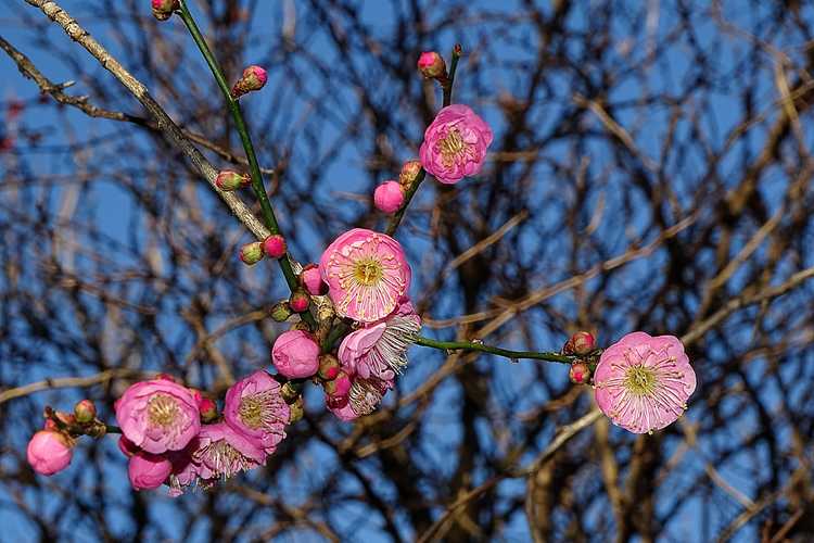 Prunus mume 'Bonita' (pink Japanese flowering apricot)