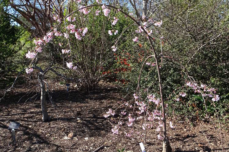 Prunus 'Ncph1' (Pink Cascade weeping flowering cherry)