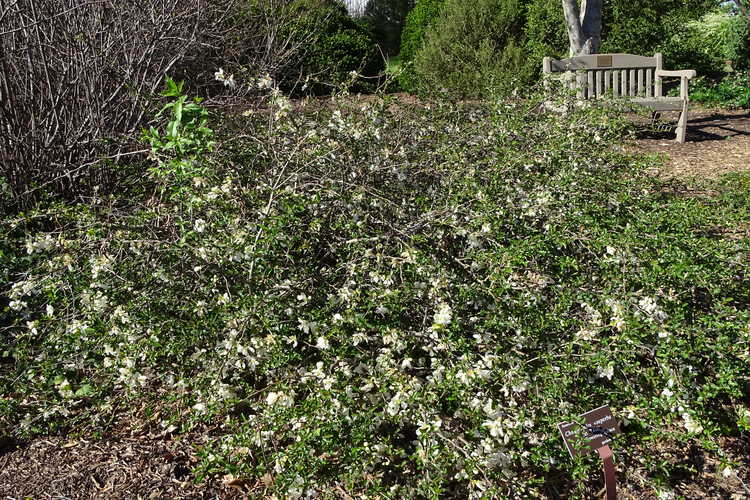 Chaenomeles ×superba 'Jet Trail' (hybrid flowering quince)