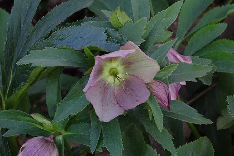 Helleborus ×hybridus (mid-pink shades) (Lenten rose)
