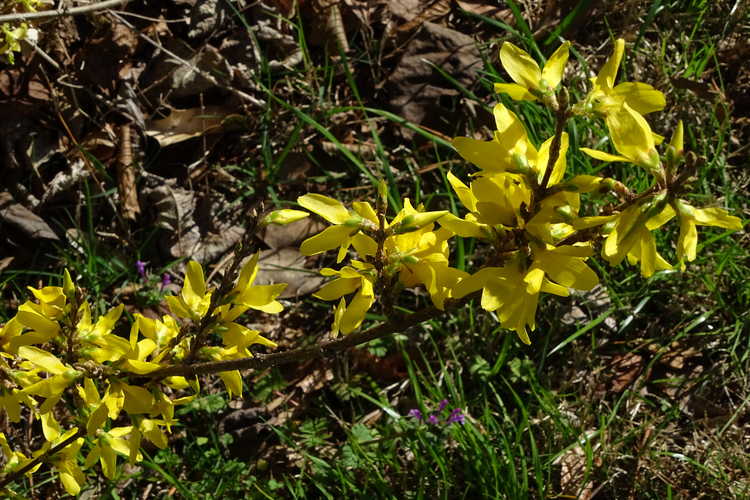 Forsythia giraldiana 'Golden Times' (gold-margined early forsythia)