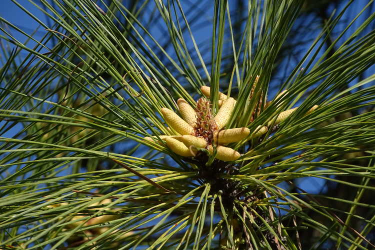 Pinus taeda (loblolly pine)