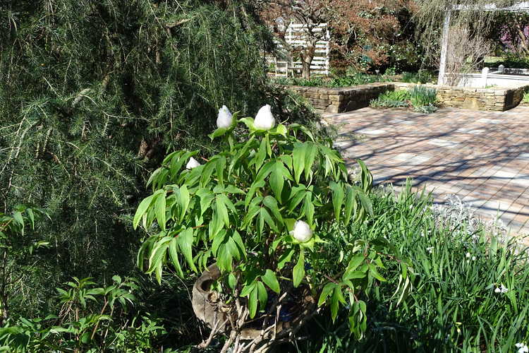 Paeonia ostii 'Feng Dan Bai' (Phoenix White Osti's tree peony)