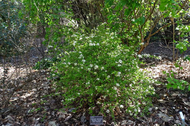 Viburnum obovatum 'Raulston Hardy' (dwarf viburnum)