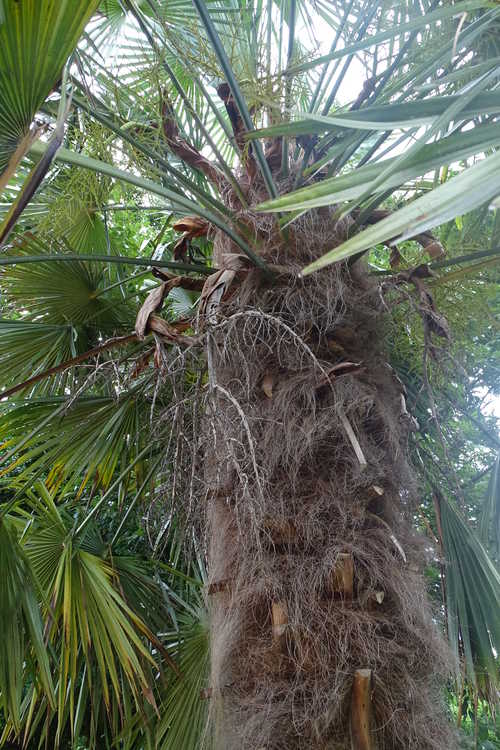 Trachycarpus fortunei 'Taylor's Hardy' (hardy windmill palm)