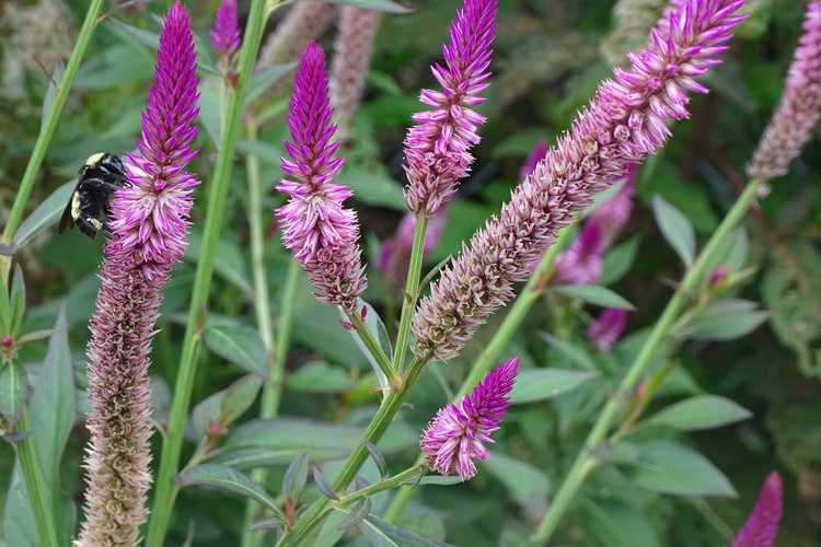Celosia argentea var. argentea Spicata Group (wheatstraw celosia)