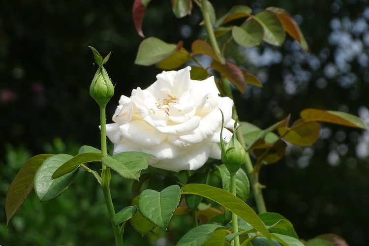Rosa 'Meitroni' (Frances Meilland tea rose)