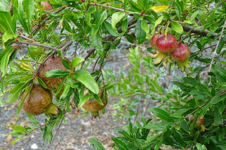 Punica granatum 'State Fair' (dwarf pomegranate)