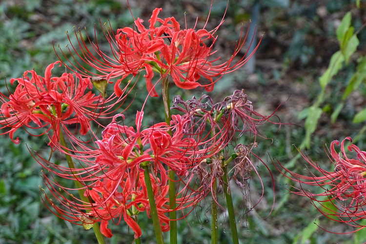 Lycoris radiata var. radiata (red surprise-lily)