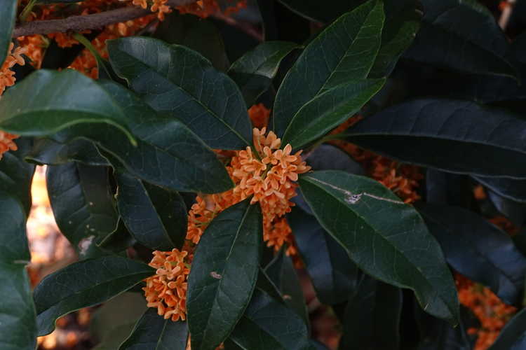 Osmanthus fragrans f. aurantiacus 'Apricot Gold' (golden sweet-olive)