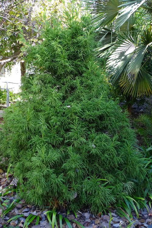 Cryptomeria japonica 'Pom Pom' (dwarf Japanese-cedar)