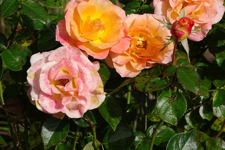 Rosa 'Frycentury' (Day Breaker floribunda rose)