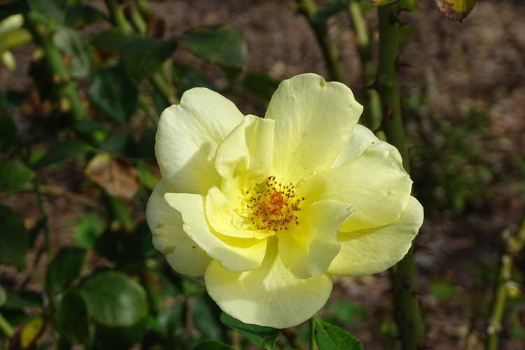 Rosa 'Radsun' (Carefree Sunshine shrub rose)