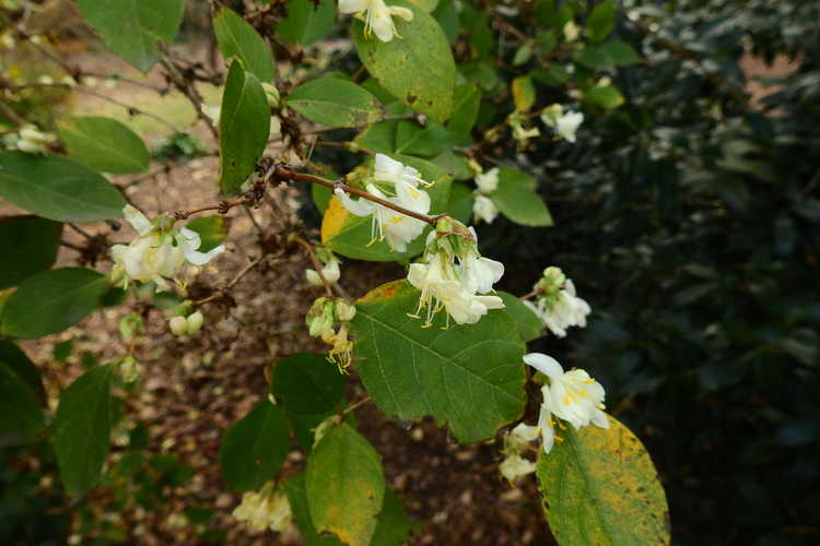 Lonicera ×purpusii 'Winter Beauty' (winter honeysuckle)
