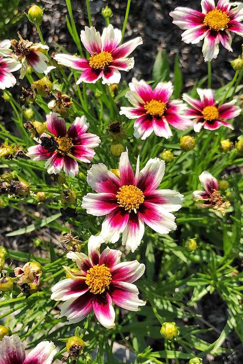 Coreopsis 'Starstruck' - Coreopsis Little Bang Starstruck coreopsis Color Trials