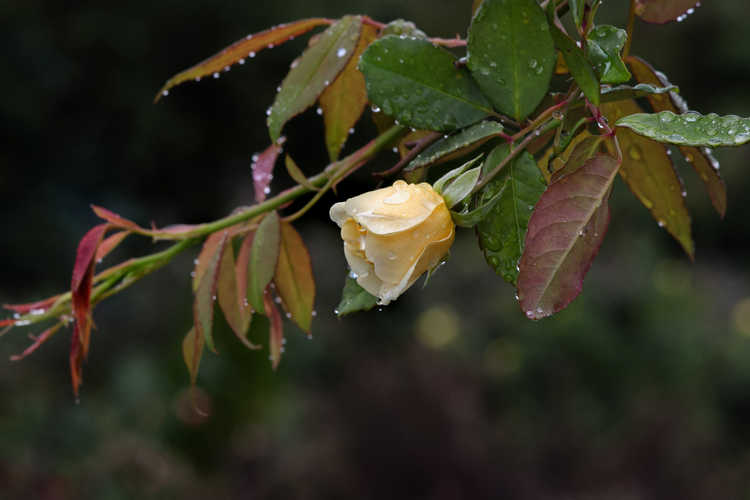 Rosa 'Auscanary' (Malvern Hills rambling rose)