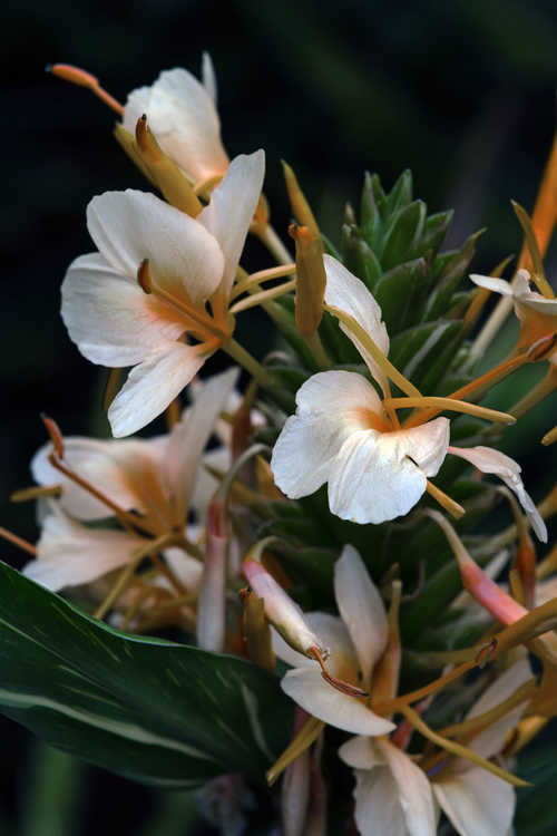 Hedychium 'Dr. Moy' (variegated ginger-lily)