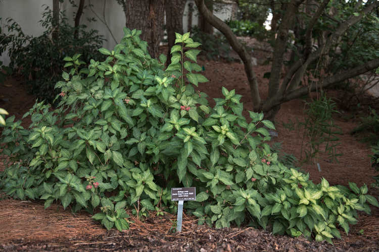 Hydrangea serrata [Amacha Group] 'Ô Amacha Nishiki' (variegated mountain hydrangea)