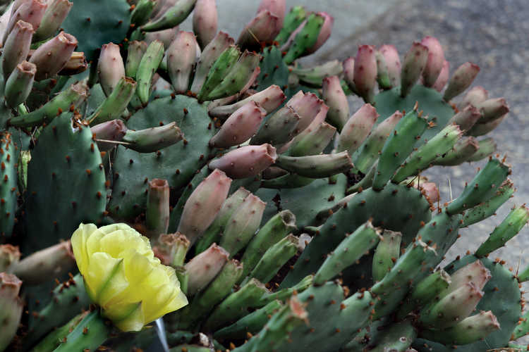 Opuntia humifusa 'Sunshine' (prickly pear cactus)