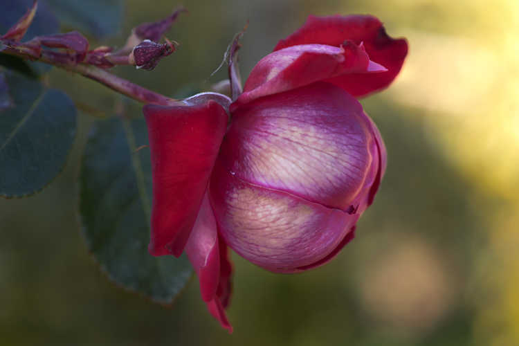 Rosa 'Baisuhe' (Easy Elegance Super Hero shrub rose)