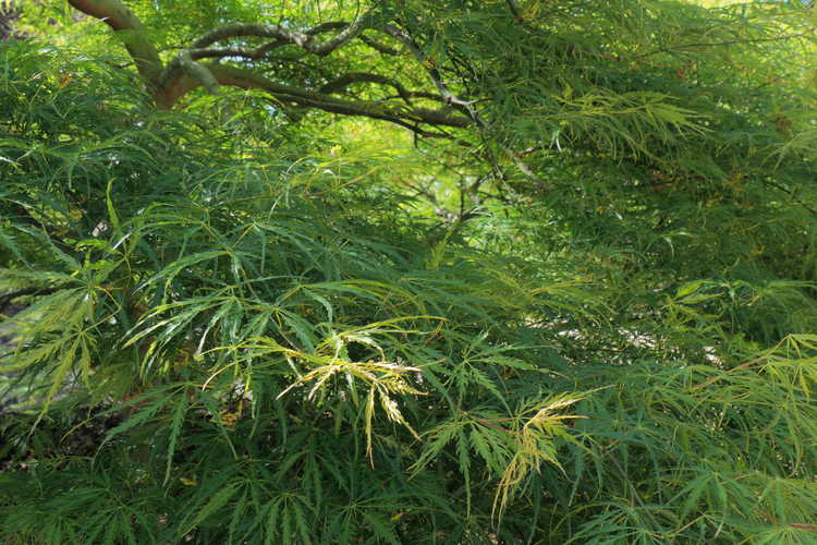 Acer palmatum 'Green Hornet' (green lace-leaf Japanese maple)