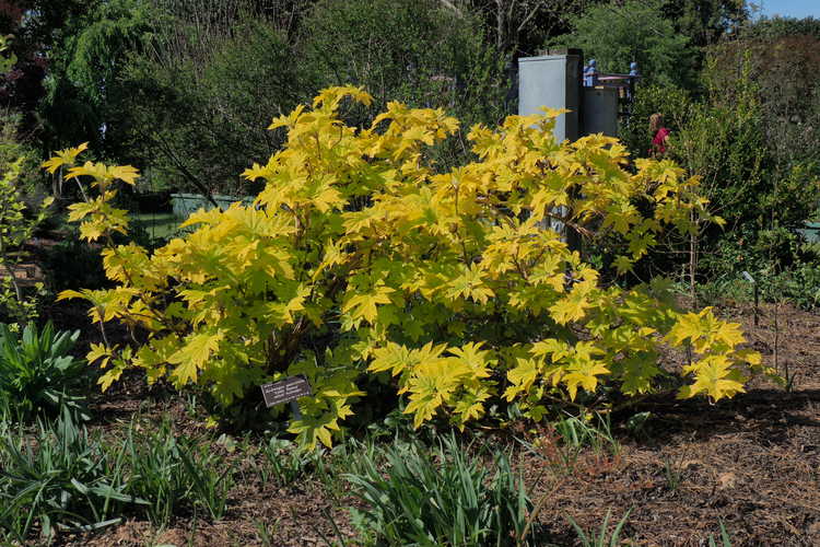 Hydrangea quercifolia 'Little Honey' (golden oakleaf hydrangea)