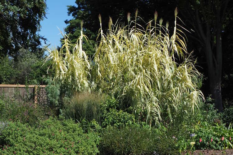 Arundo donax 'Peppermint Stick' (variegated giant reed)