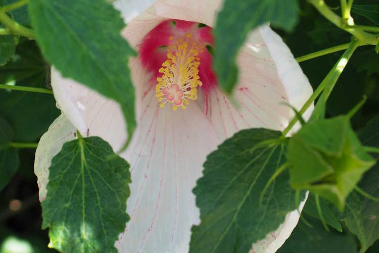 Hibiscus 'Peppermint Flare' (mallow)