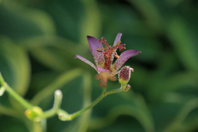 Tricyrtis formosana 'Autumn Glow' (variegated toad lily)