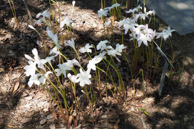 Zephyranthes 'Labuffarosea' (rain-lily)