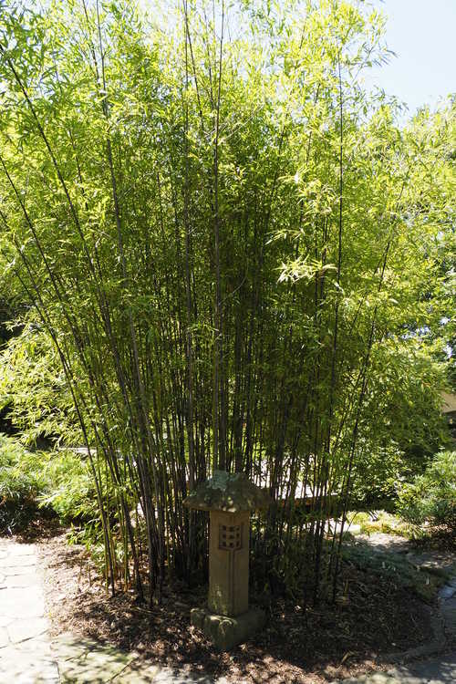 Phyllostachys nigra (black bamboo)