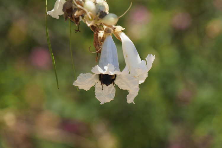 Chilopsis linearis 'Angel White' (desert willow)