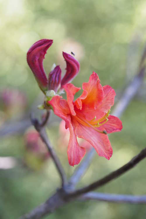 Rhododendron 'Mandarin Lights' (Northern Lights hybrid azalea)