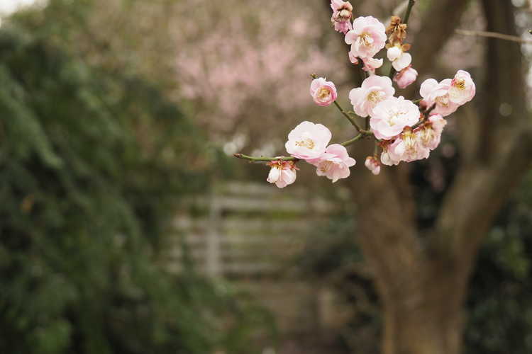 Prunus mume 'Rose Bud' (pink Japanese flowering apricot)