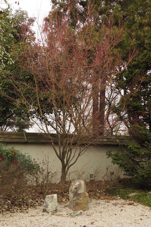 Acer palmatum 'Sango kaku' (coral-bark Japanese maple)