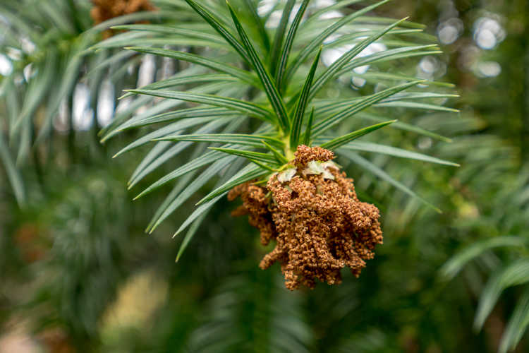 Cunninghamia lanceolata 'Chason's Gift' (China-fir)