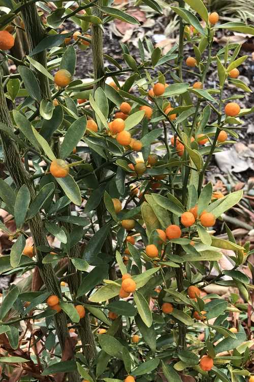 Citrus japonica (round kumquat)