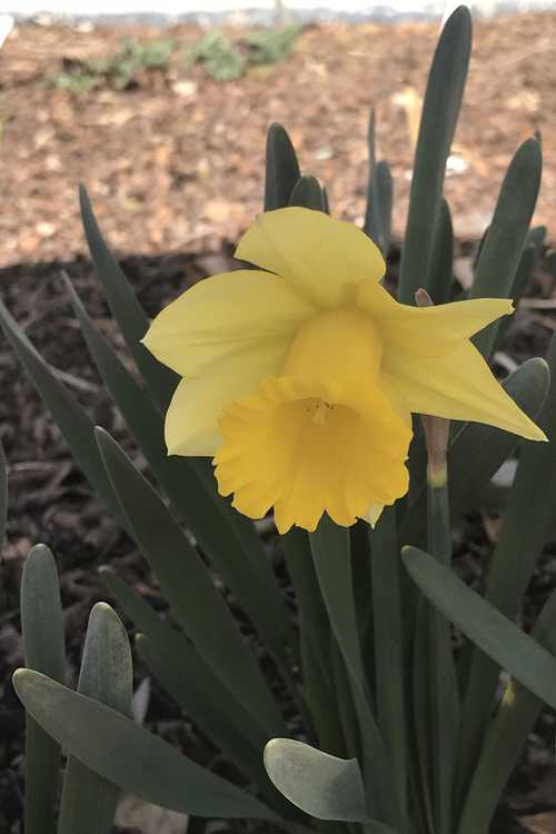 Narcissus 'Rijnveld's Early Sensation' (trumpet daffodil)