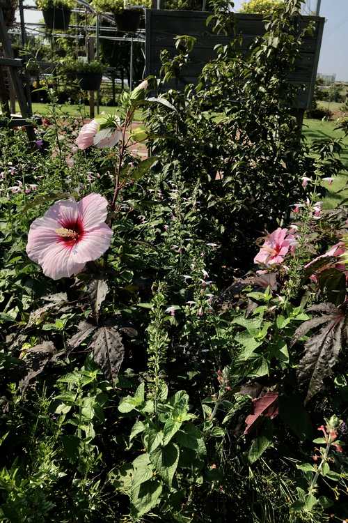 Hibiscus 'Summer Storm' (hybrid hibiscus)