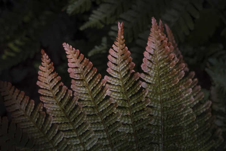 Dryopteris erythrosora (autumn fern)