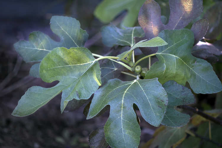 Ficus carica 'Alma' (edible fig)