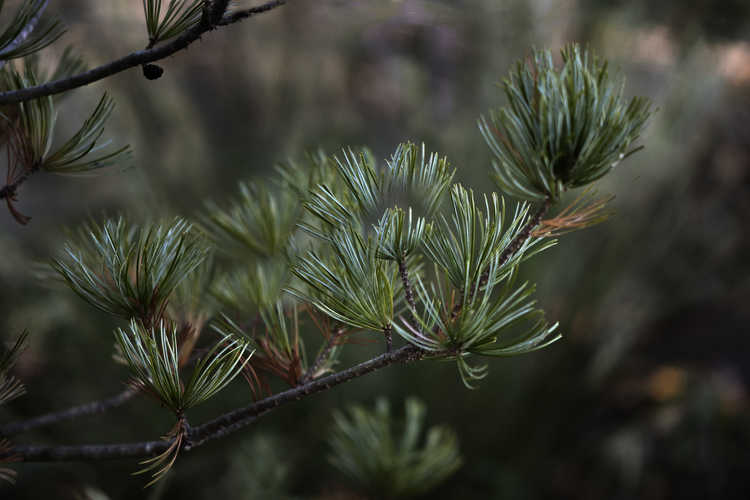 Pinus parviflora 'Venus' (Dwarf Japanese White Pine)